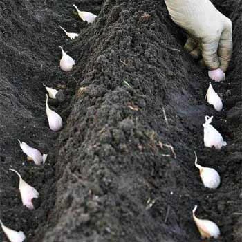 El conocimiento de la plantación de ajo y la máquina de siembra